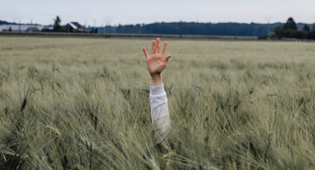 A field of tall grass from which a single arm is extended as if raising his hand